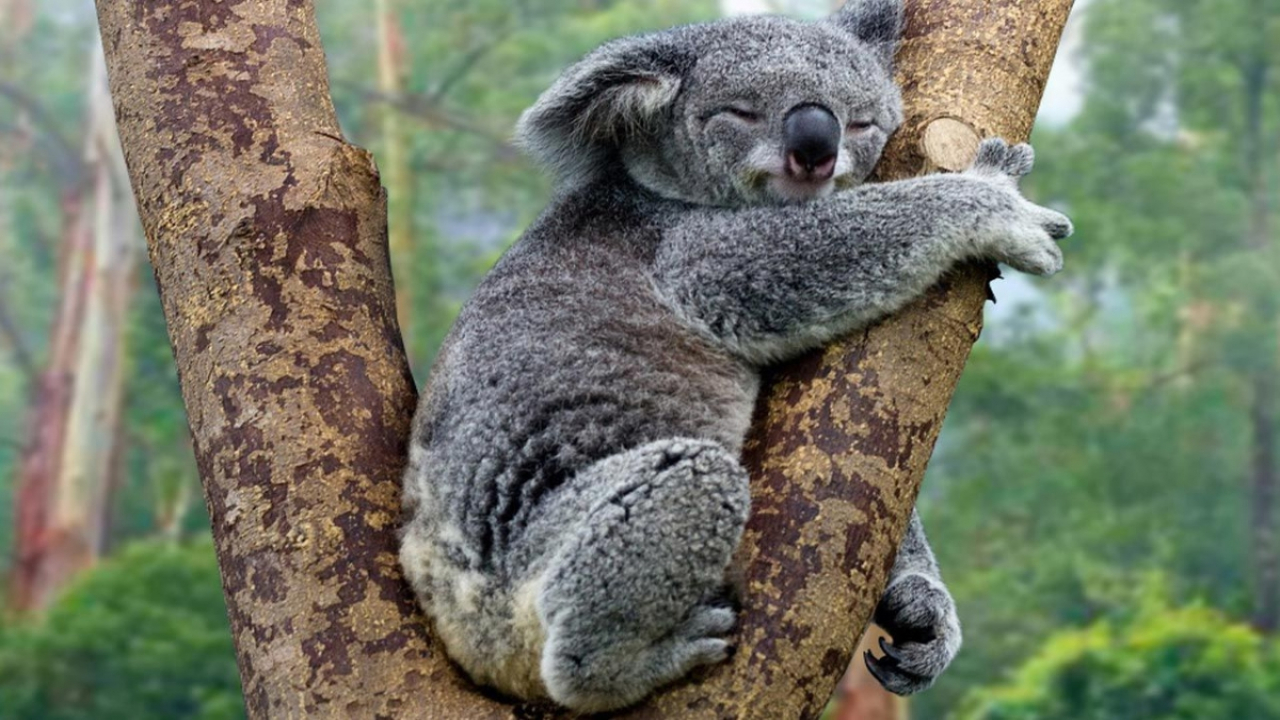 Sidik Jari Koala yang Mirip Manusia: Keunikan dari Dunia Hewan