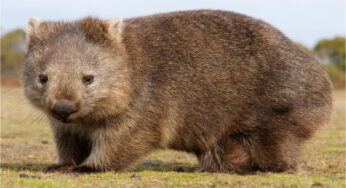 Wombat dan Fakta Unik Kotoran Berbentuk Kubus