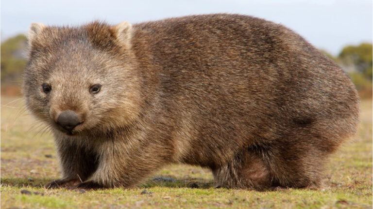 Wombat dan Fakta Unik Kotoran Berbentuk Kubus