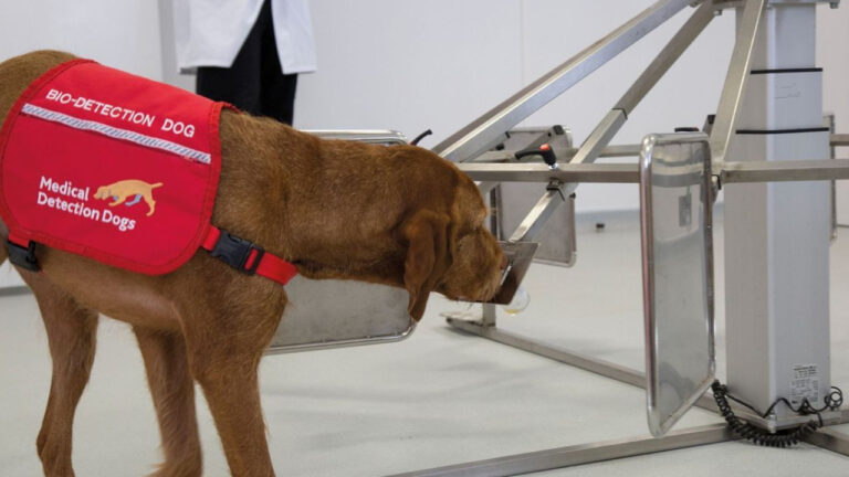 Anjing bisa mendeteksi kanker
