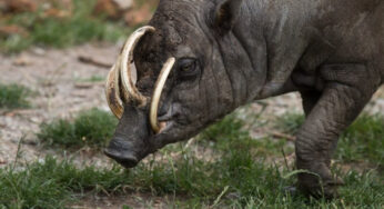Babirusa dengan Taring yang Menembus Tengkorak Diri Sendiri