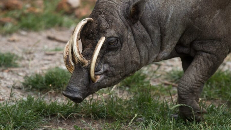 Babirusa dengan Taring yang Menembus Tengkorak Diri Sendiri