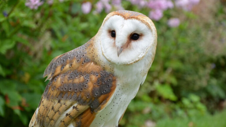 Fakta Menarik Tentang Burung Hantu: Si Misterius Penjaga Malam