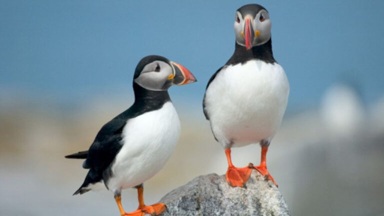 Fakta Unik Tentang Burung Puffin dengan Paruh Warna-Warni