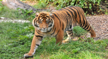 Harimau Sumatera (Panthera tigris sumatrae): Subspesies yang Terancam Punah