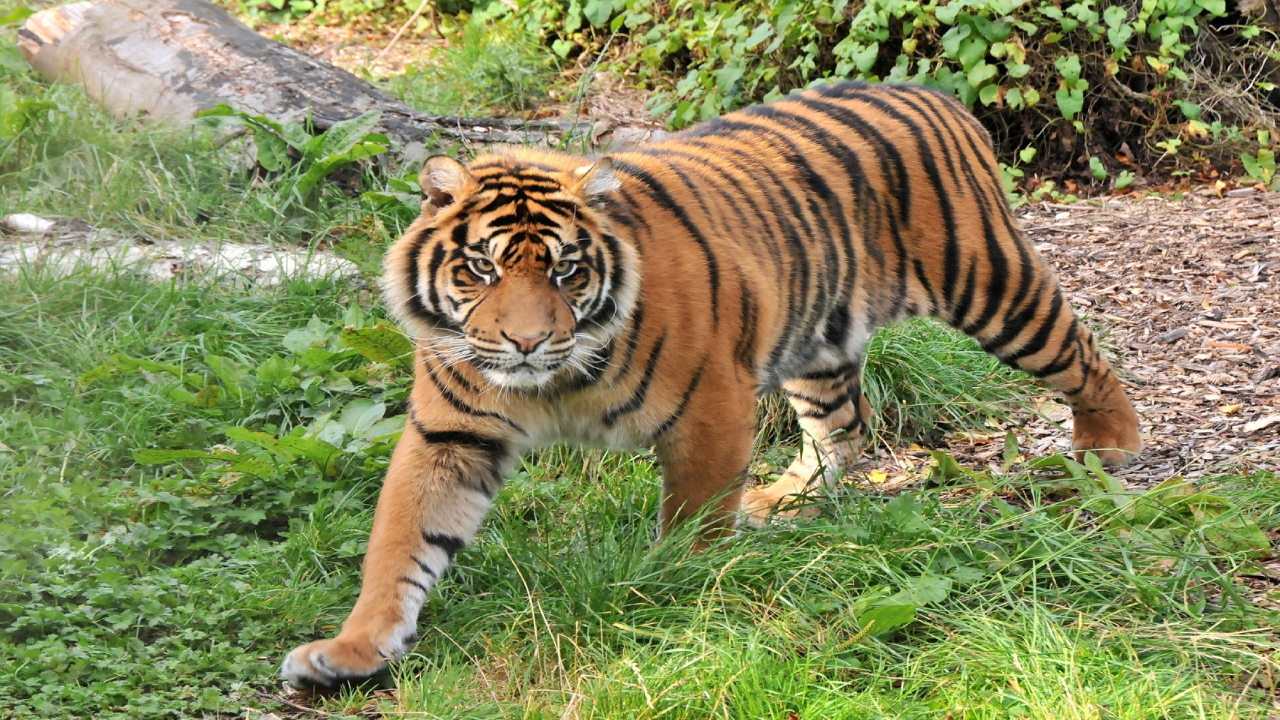 Harimau Sumatera (Panthera tigris sumatrae): Subspesies yang Terancam Punah