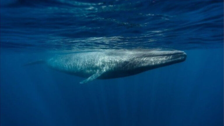 Ikan Paus Biru (Balaenoptera musculus): Hewan Terbesar dalam Sejarah Bumi