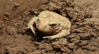 Katak Burrower Bisa Tidur Selama 8 Tahun Tanpa Air