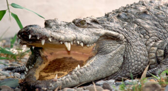 Mengapa Buaya Tidak Bisa Menjulurkan Lidahnya? Fakta Unik Reptil Purba