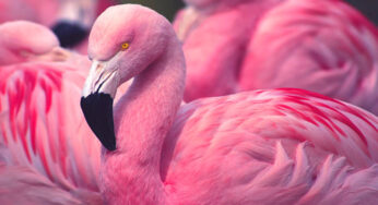 Mengapa Burung Flamingo (Phoenicopterus) Berwarna Pink? Faktanya