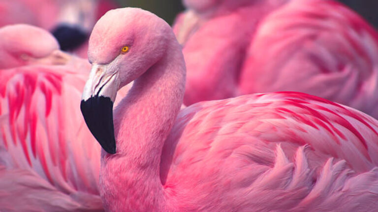 Mengapa Burung Flamingo (Phoenicopterus) Berwarna Pink? Faktanya