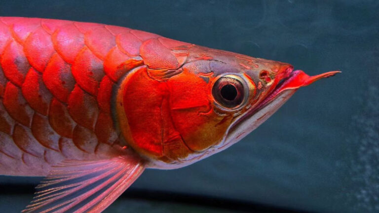 Misteri Ikan Arwana yang Jadi Simbol Keberuntungan di Asia