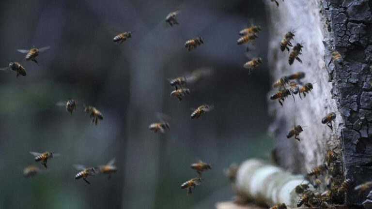 Misteri Lebah Madu yang Berkomunikasi Lewat Tarian