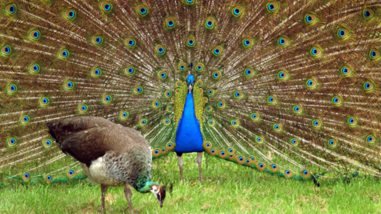 Rahasia Warna Biru Pada Burung Merak Jantan yang Memikat Betinav