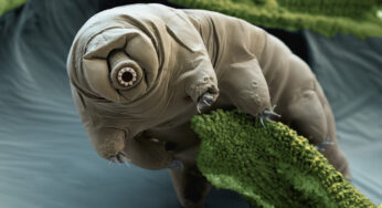 Tardigrade: Hewan yang Bisa Bertahan Hidup di Luar Angkasa