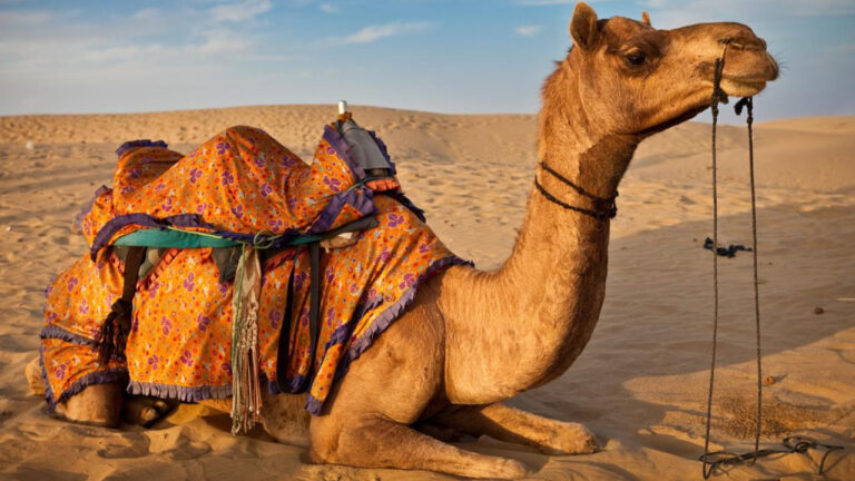 Unta Punya Tiga Kelopak Mata yang Unik dan Menakjubkan