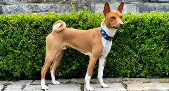 Anjing Basenji yang Tidak Bisa Menggonggong