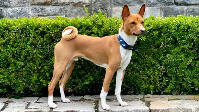 Anjing Basenji yang Tidak Bisa Menggonggong
