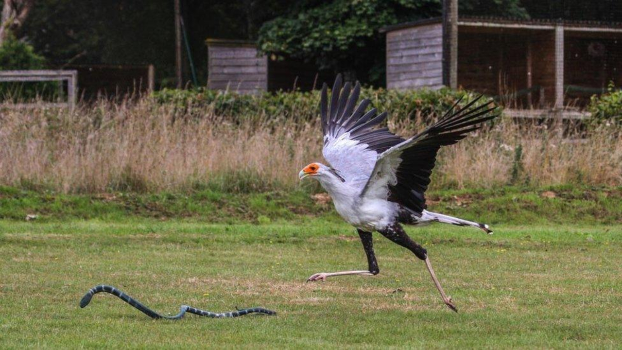 Burung Sekretaris yang Bisa Membunuh Ular dengan Tendangan