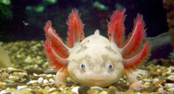 Fakta Unik Tentang Axolotl, Si Salamander Abadi dari Meksiko