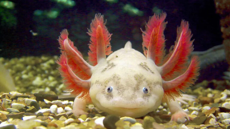 Fakta Unik Tentang Axolotl, Si Salamander Abadi dari Meksiko