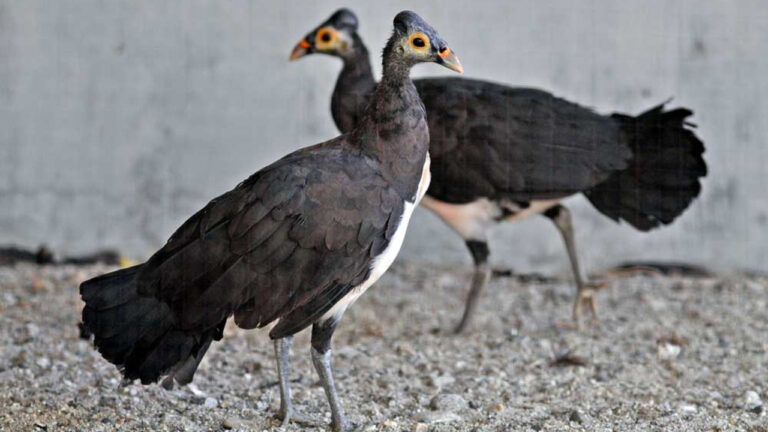 Fakta Unik Tentang Burung Maleo yang Menetas di Pasir Panas
