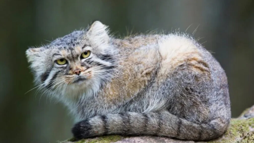 Kucing Hunani Fakta Unik Tentang Kucing Manul, Si Kucing Liar dari Asia Tengah ...