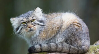 Fakta Unik Tentang Kucing Manul, Si Kucing Liar dari Asia Tengah
