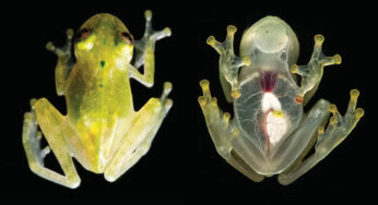 Katak Gelas dengan Tubuh Transparan yang Mengagumkan