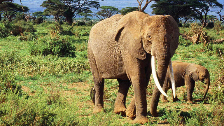 Mengapa Gajah Tak Pernah Lupa? Fakta Menarik Ingatan Gajah