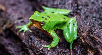 Misteri Katak Darwin yang Jantan Menetas Anak di Mulutnya