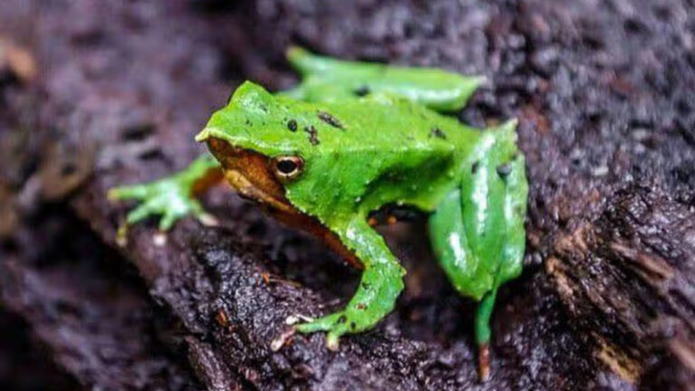 Misteri Katak Darwin yang Jantan Menetas Anak di Mulutnya