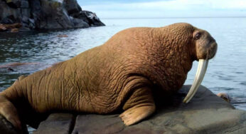 Walrus dengan Taring yang Bisa Tumbuh Sangat Panjang