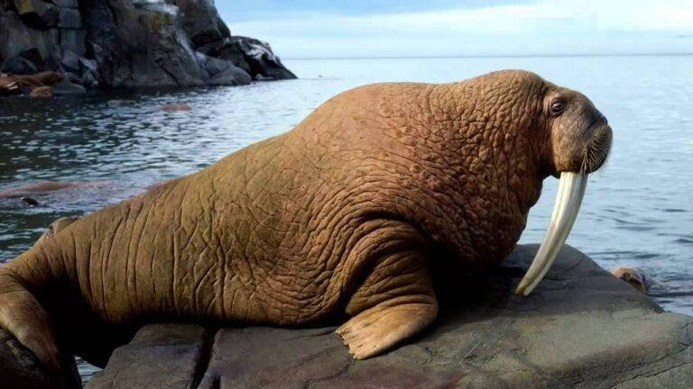 Walrus dengan Taring yang Bisa Tumbuh Sangat Panjang