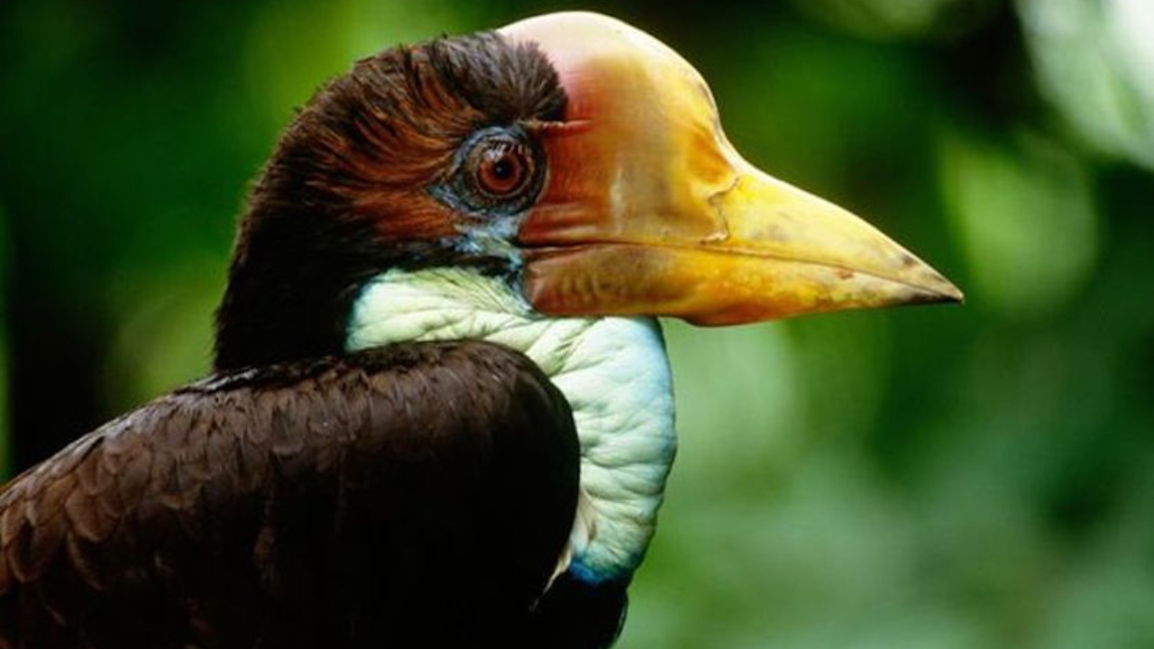 Burung Rangkong Gading, Penjaga Hutan Kalimantan yang Diburu Ilegal