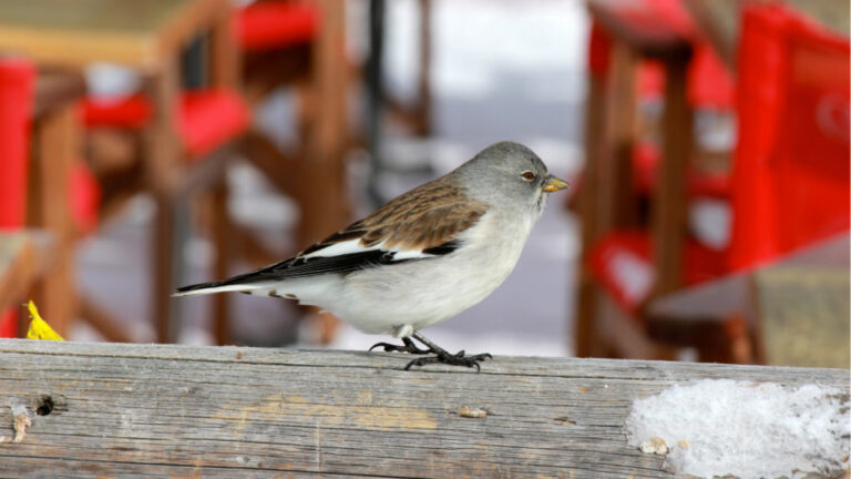 Burung Salju Andes, Spesies Pegunungan yang Mulai Langka