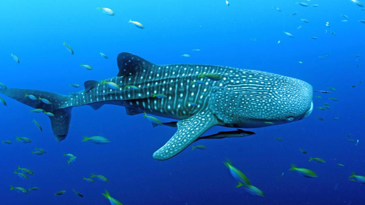 Fakta Unik Tentang Hiu Paus, Ikan Terbesar di Dunia yang Ramah Namun Misterius