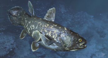 Ikan Coelacanth, Spesies Purba yang Bangkit dari Kepunahan