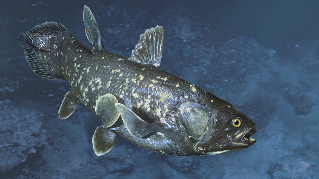 Ikan Coelacanth, Spesies Purba yang Bangkit dari Kepunahan