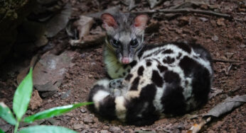 Linsang Kalimantan, Kucing Hutan Misterius yang Sulit Ditemui