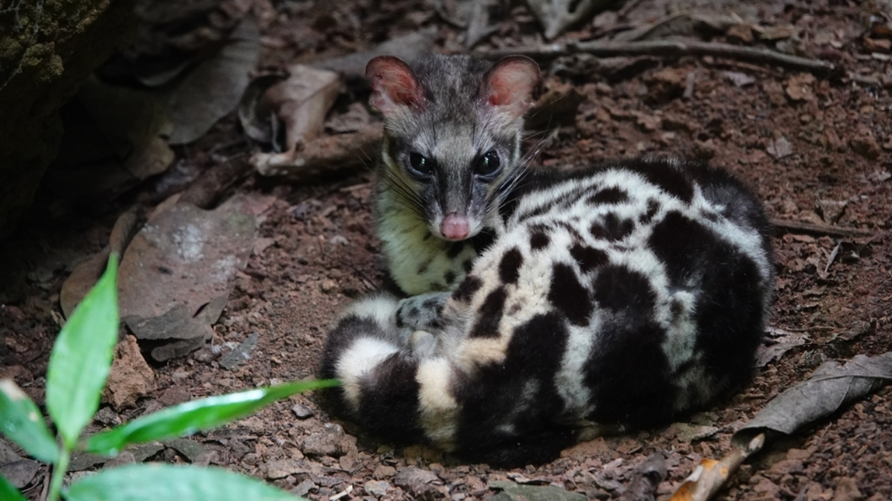 Linsang Kalimantan, Kucing Hutan Misterius yang Sulit Ditemui