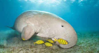 Misteri Dugong, Hewan Laut yang Menginspirasi Legenda Putri Duyung