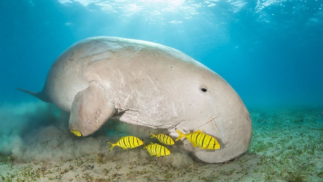 Misteri Dugong, Hewan Laut yang Menginspirasi Legenda Putri Duyung