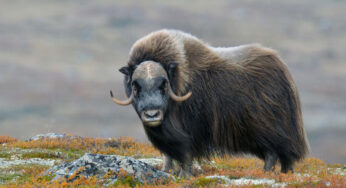 Musk Ox, Banteng Zaman Es yang Masih Bertahan