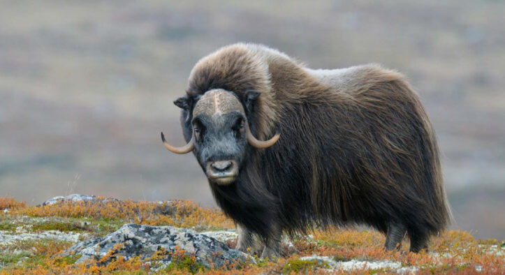 Musk Ox, Banteng Zaman Es yang Masih Bertahan