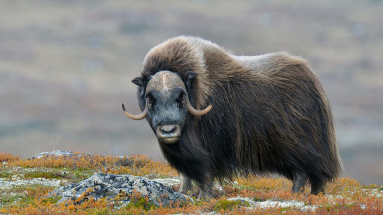 Musk Ox, Banteng Zaman Es yang Masih Bertahan