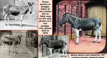 Quagga Zebra Separuh Loreng dari Afrika Selatan yang Kini Tinggal Kenangan