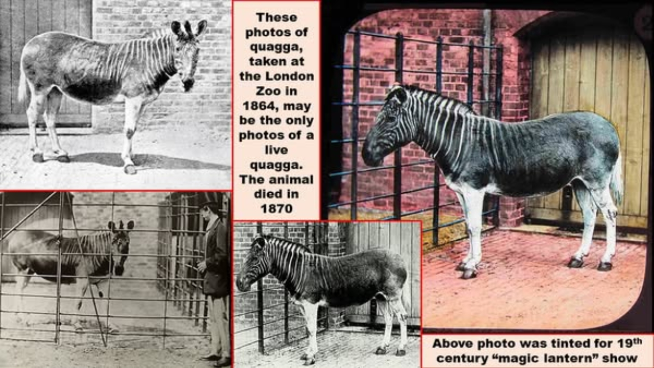 Quagga Zebra Separuh Loreng dari Afrika Selatan yang Kini Tinggal Kenangan