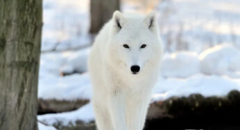 Serigala Arktik, Predator Putih dari Ujung Dunia
