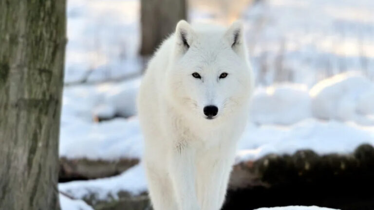 Serigala Arktik, Predator Putih dari Ujung Dunia
